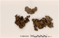 藏品(寬瓣腎島衣)的圖片